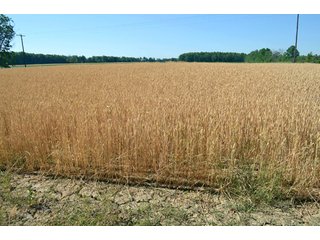 Property photo 45 - 108 +/- Acres Offered in 2 Tracts - Land Auction